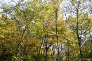 Dunning Springs – Katelyn Heather